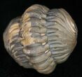 Bumpy, Enrolled Barrandeops (Phacops) Trilobite #11288-3